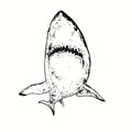 Great white shark Carcharodon carcharias bottom view. Ink black and white drawing. Royalty Free Stock Photo